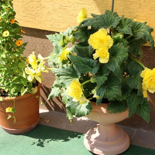 Begonia
