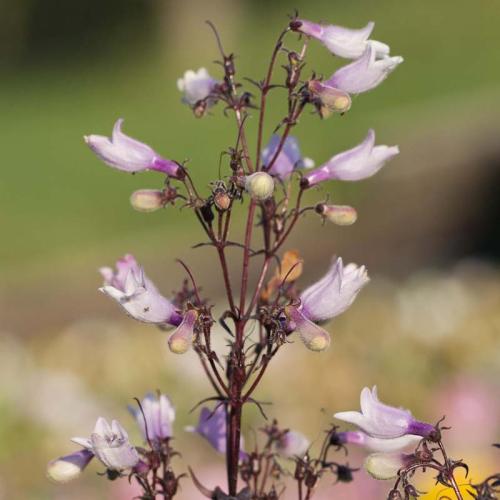 penstemon