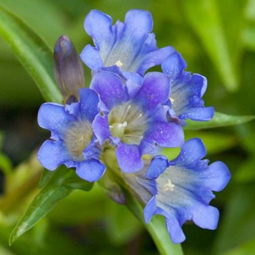 Gentiana dahurica