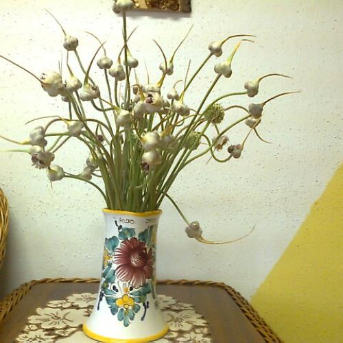 Cesnaková kytička.