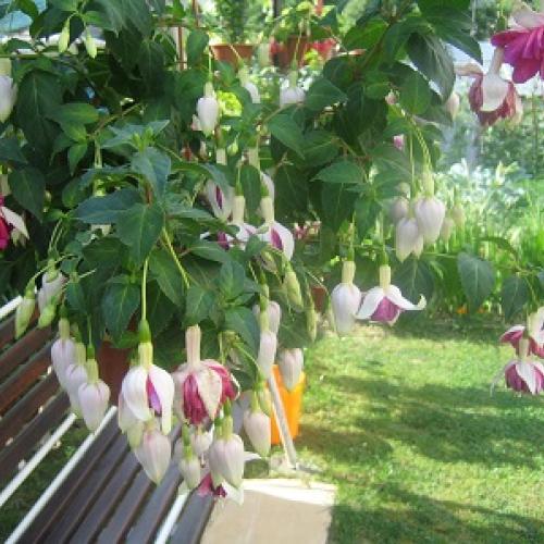 fuksia