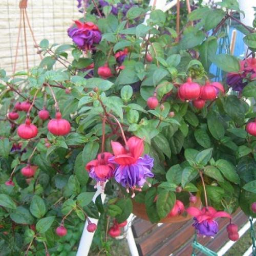 fuksia