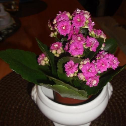 Kalanchoe