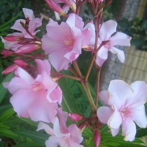 oleander ružovy