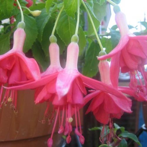 fuksia