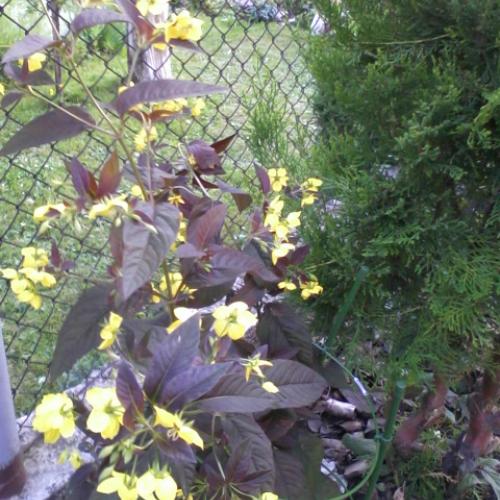 Lysimachia - čerkač