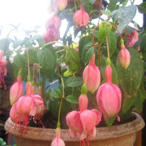 fuksia