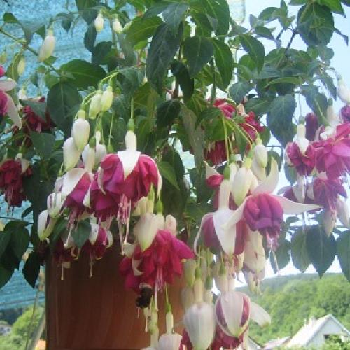 fuksia
