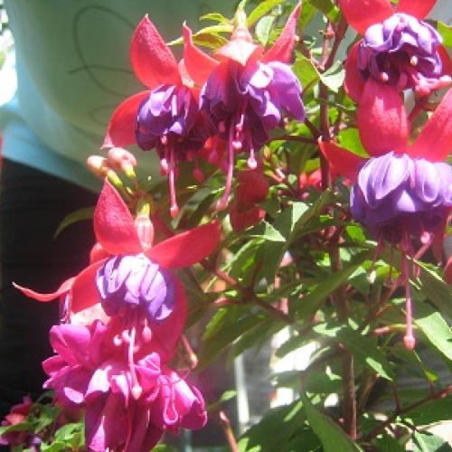 fuksia