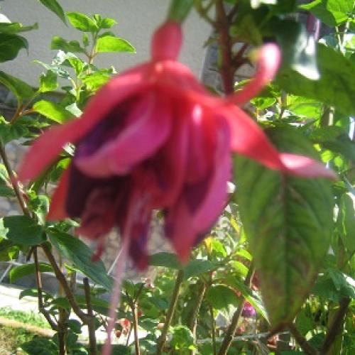 fuksia