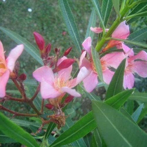 oleander