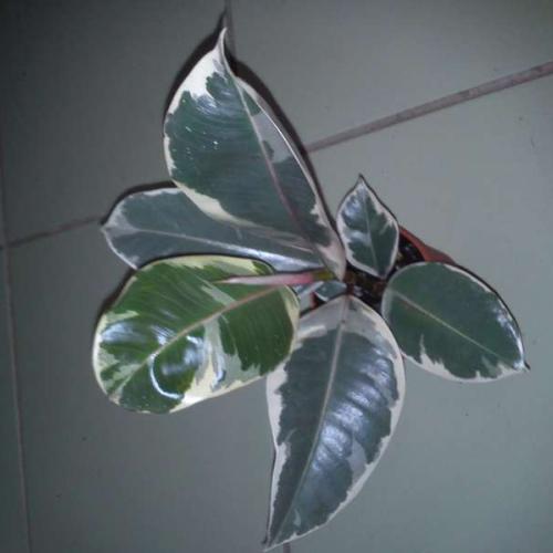 Ficus elastica "Variegata"