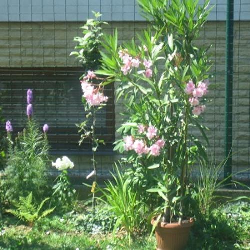 oleander