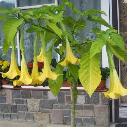 datura