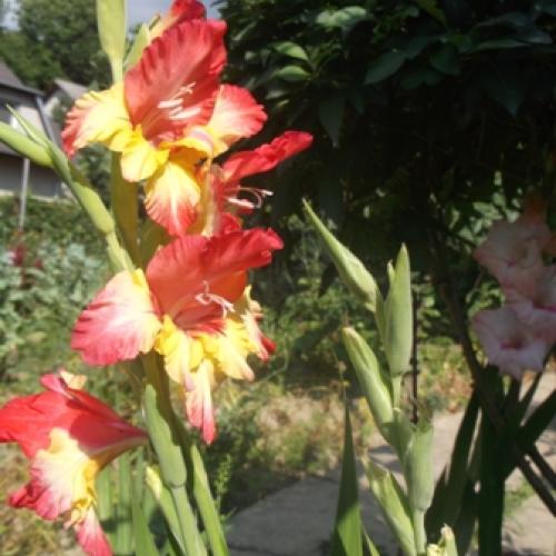 Gladiolka...