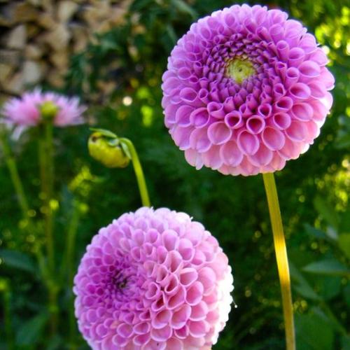 dahlia Franz Kafka