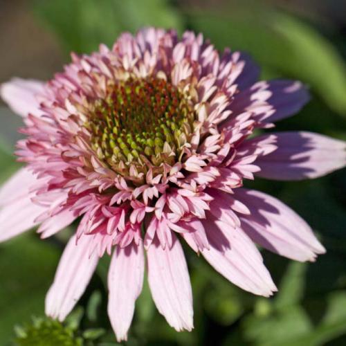Echinacea 'Butterfly Kisses' 