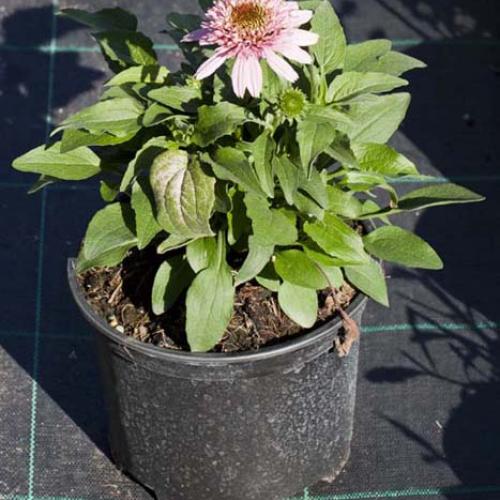 Echinacea  'Butterfly Kisses' 