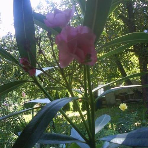 oleander