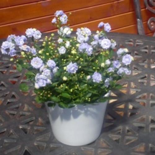 CAMPANULA