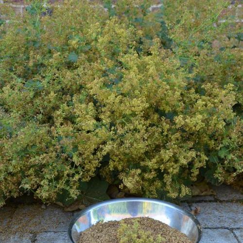 SP- alchemilla mollis auslese