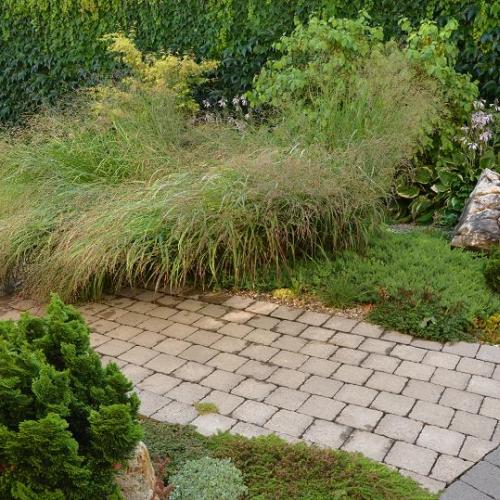 panicum virgatum rozcapené po daždi :)