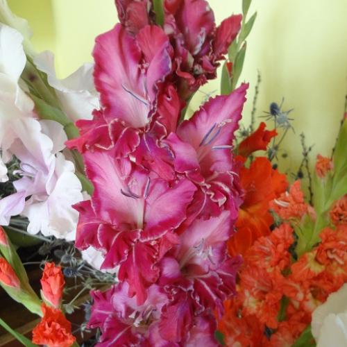 gladiolky aj u mňa