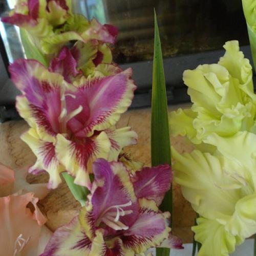 gladiolky aj u mňa2