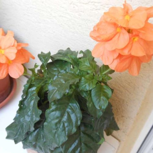 crossandra