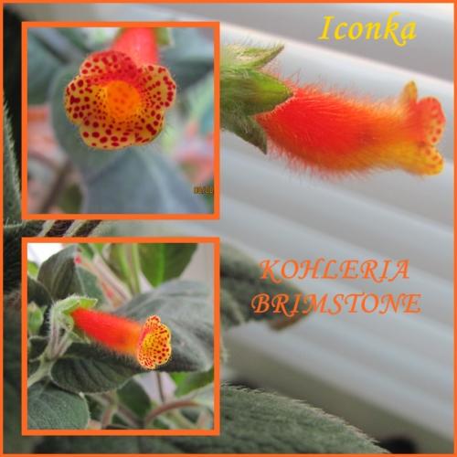 KOHLERIA BRIMSTONE