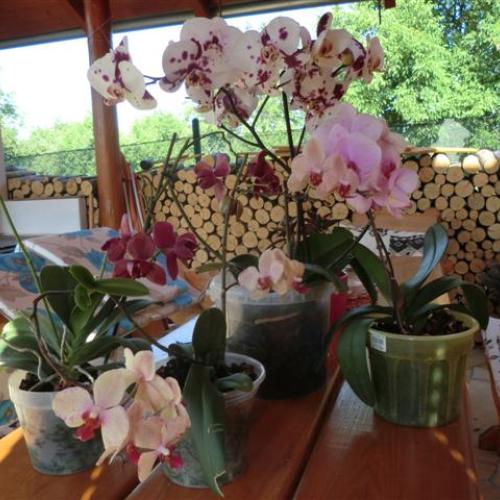 orchidea 3.