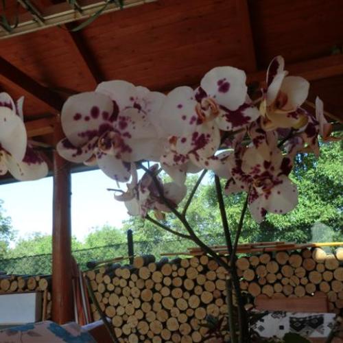 orchidea