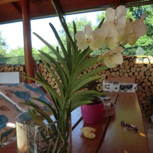 vanda