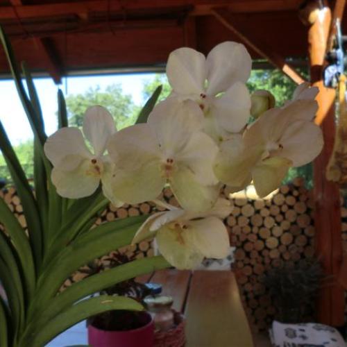 vanda 2