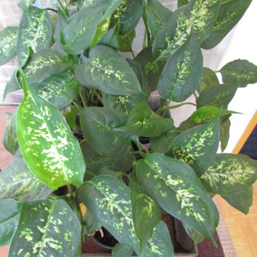 Diefenbachia