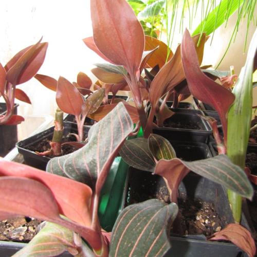 Ludisia discolor - orchidea