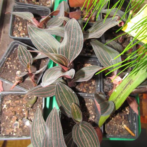 Ludisia discolor - orchidea