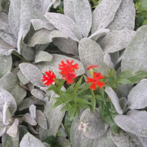 Stachys a Lychnis...