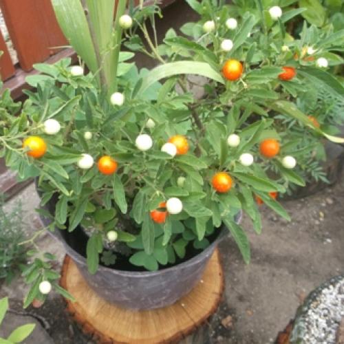  Solanum  - plody  pomaly dozrievajú...