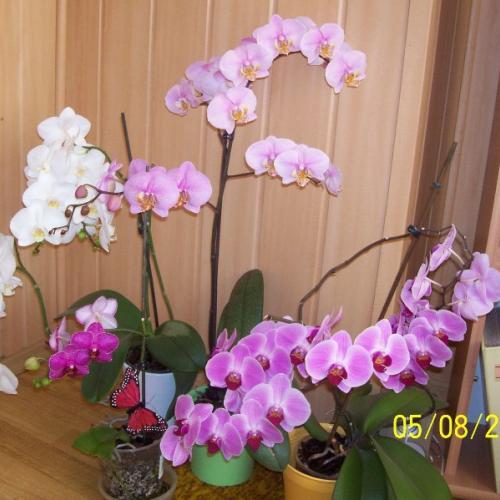 orchidky mojej dcéry