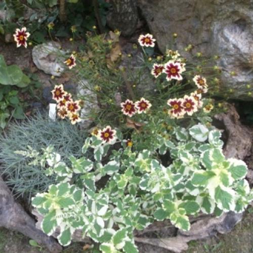 Coreopsis - druhé kvitnutie