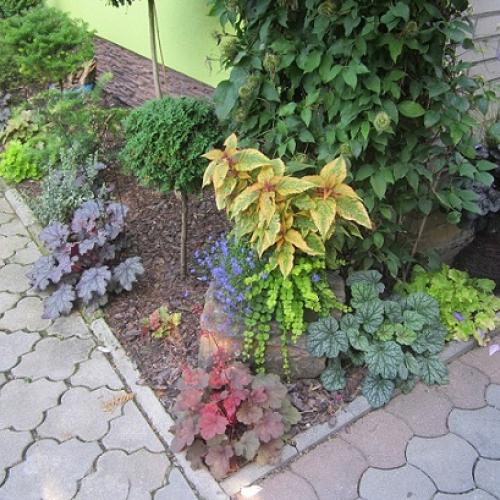 heuchera