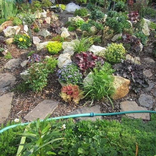 heuchera