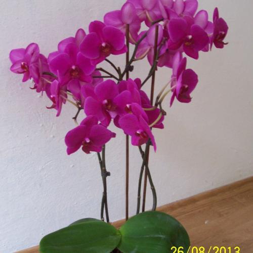 moja orchidka