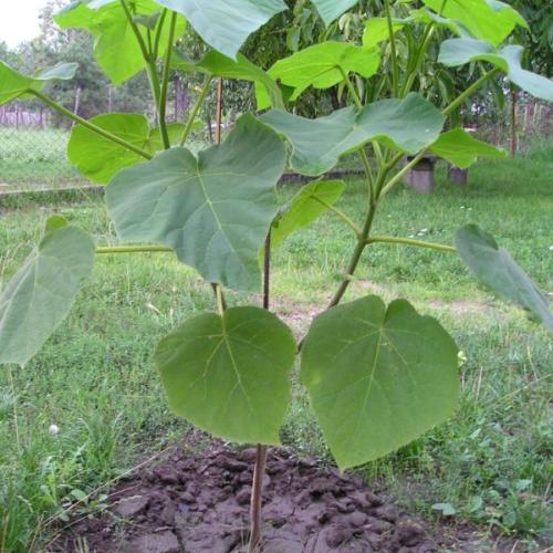Paulownia od Tamako