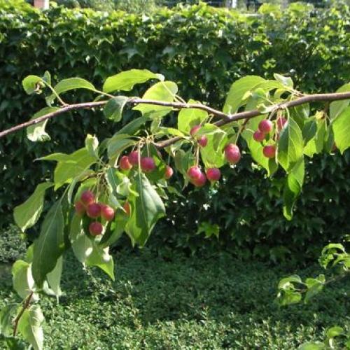 malus Red jade