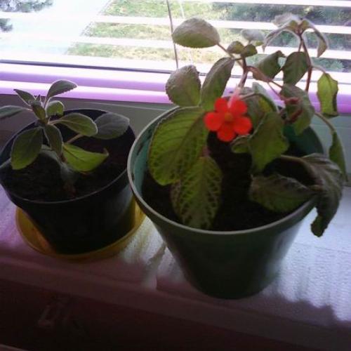 kohleria panasovane listy