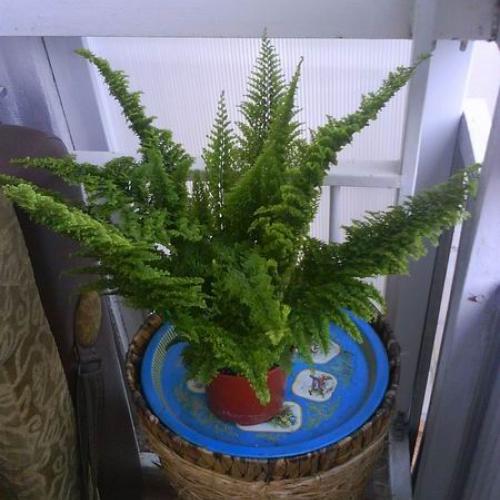 paprados