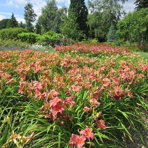 arboretum