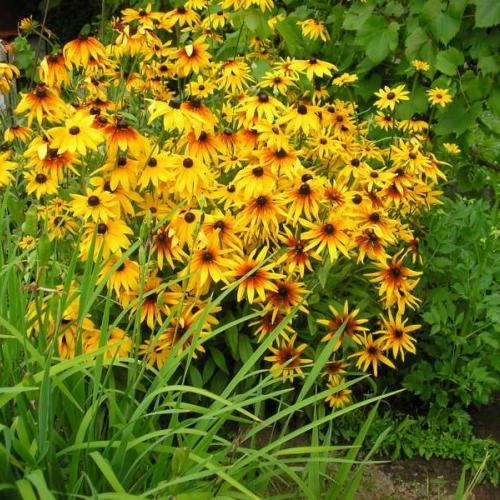 Rudbekie